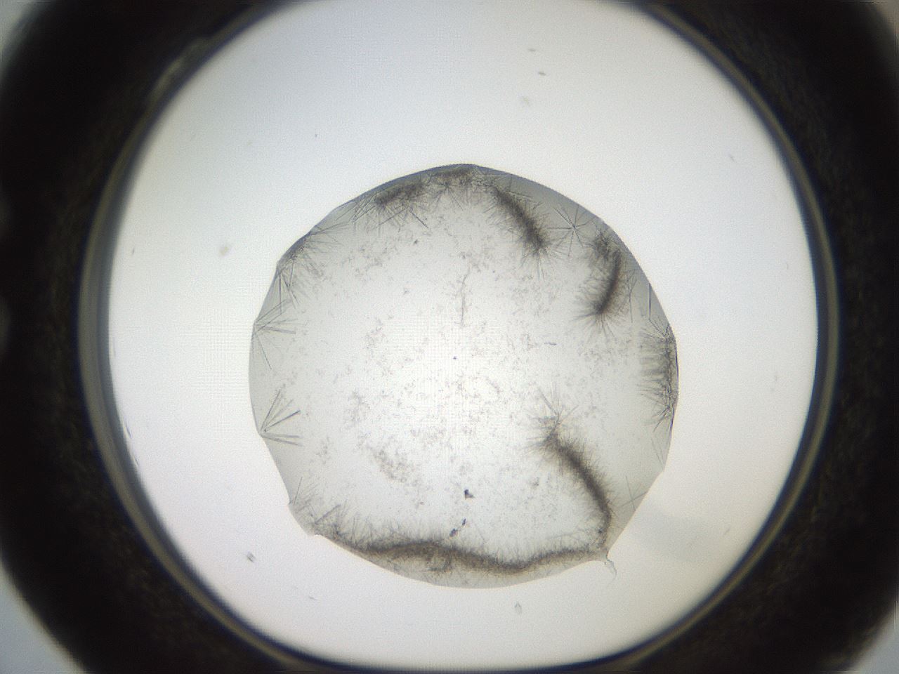 folderID569_plateID2569_batchID13025_wellNum28_profileID1_d1_r196191_ef.jpg