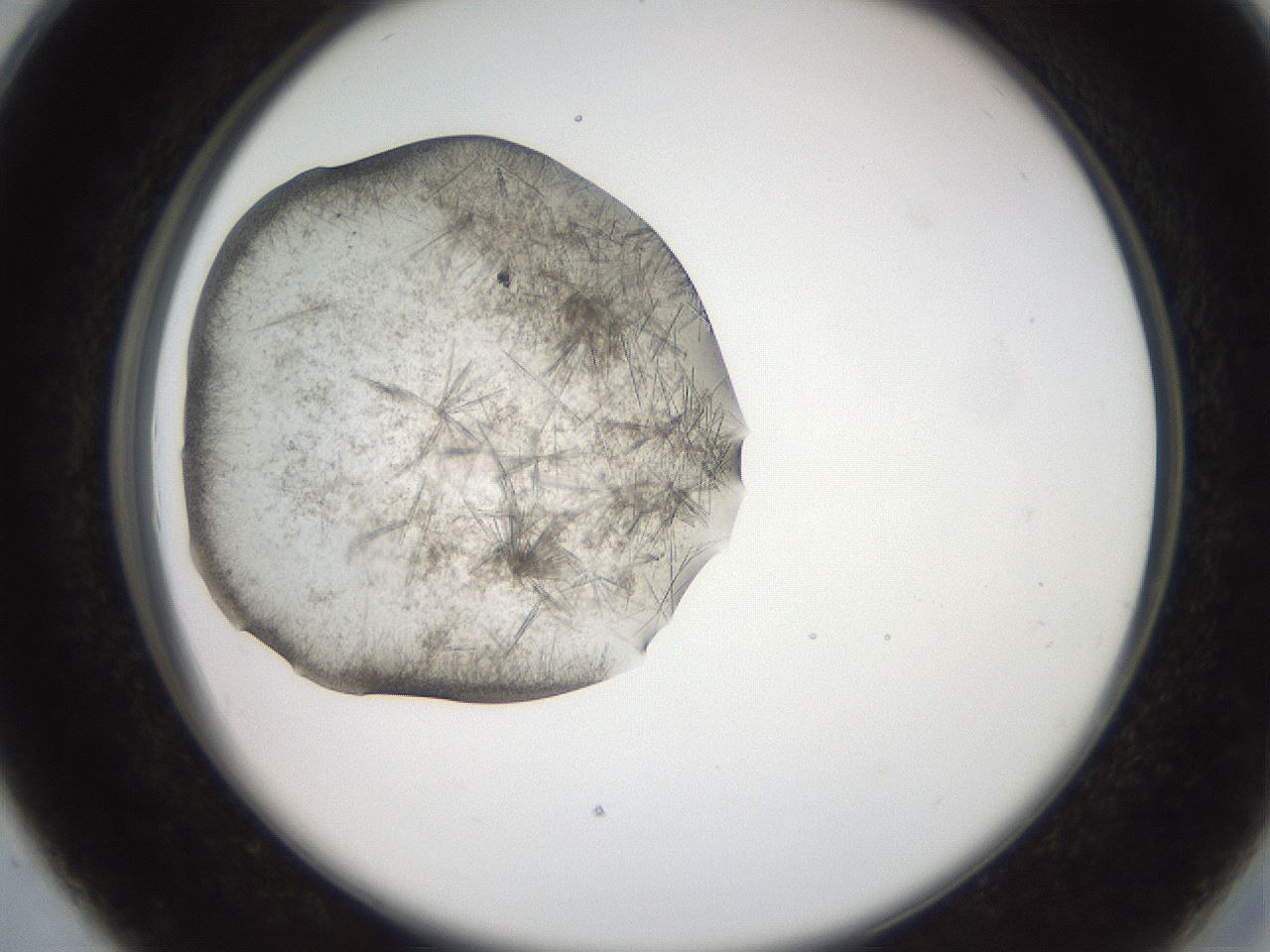 folderID569_plateID2569_batchID13025_wellNum28_profileID1_d2_r196192_ef.jpg