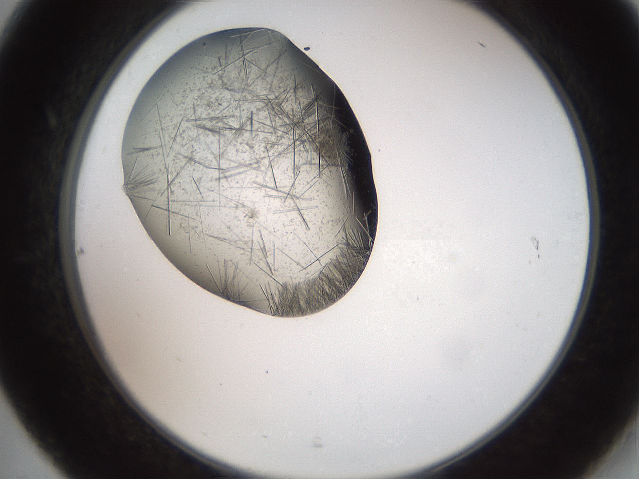 folderID569_plateID2569_batchID13025_wellNum31_profileID1_d2_r196198_ef.jpg