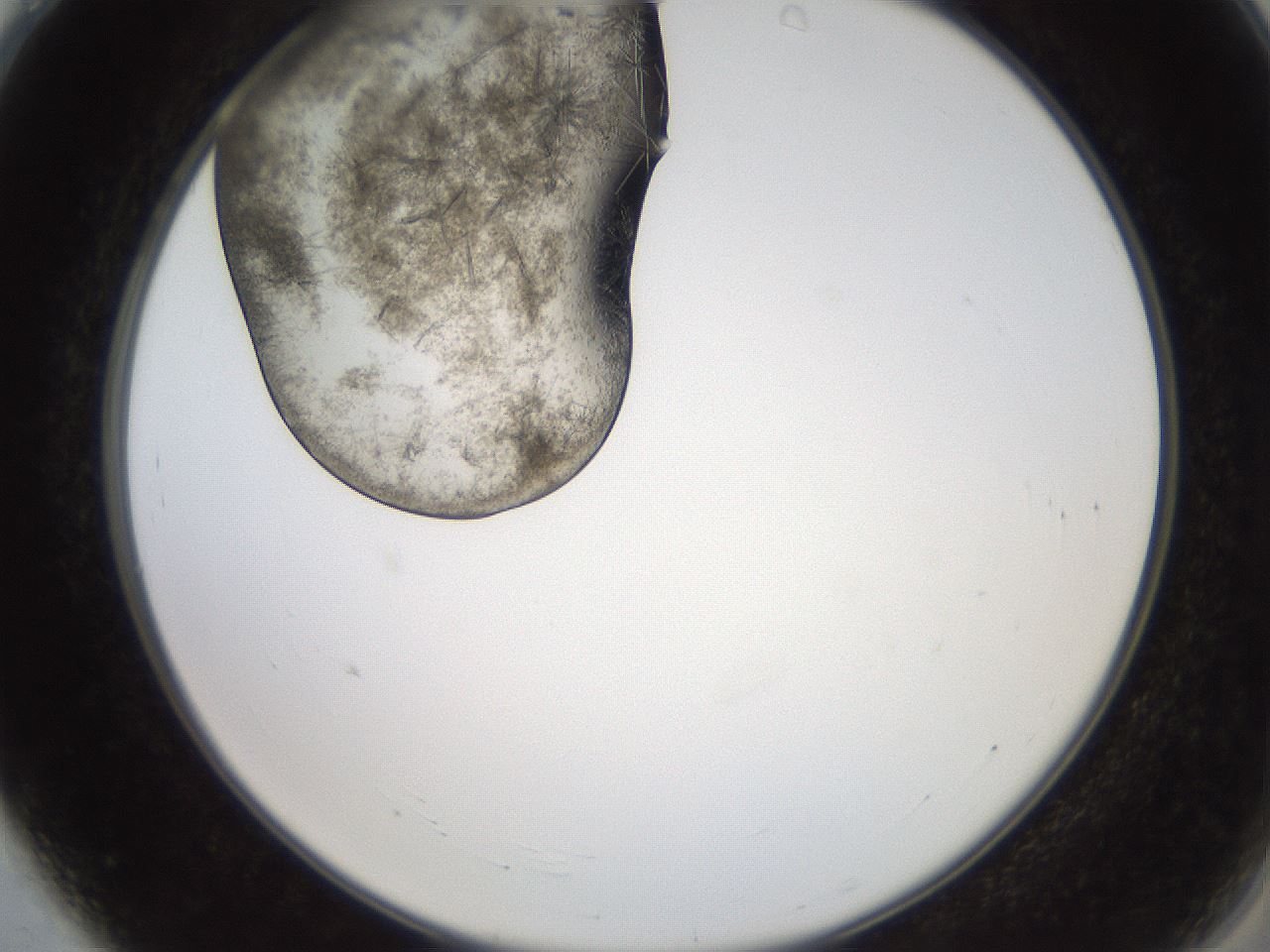 folderID569_plateID2569_batchID13025_wellNum4_profileID1_d2_r196144_ef.jpg