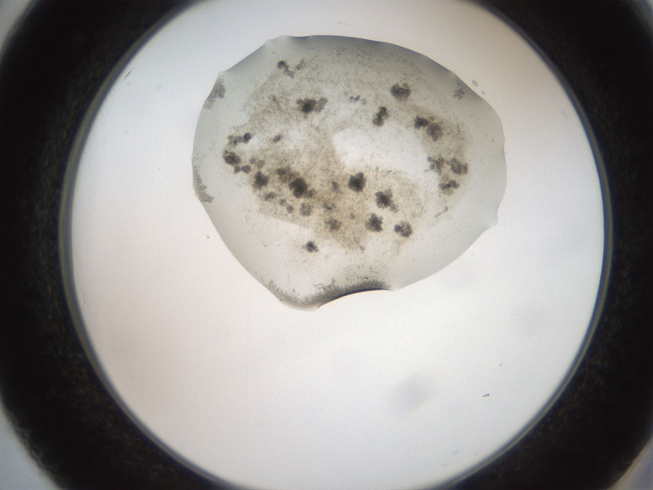 folderID569_plateID2569_batchID13025_wellNum50_profileID1_d2_r196236_ef.jpg