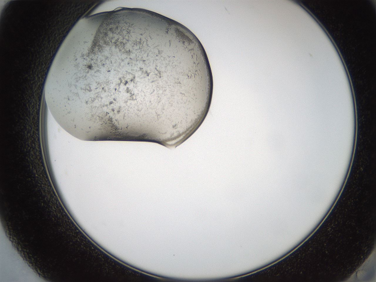 folderID569_plateID2569_batchID13025_wellNum84_profileID1_d2_r196304_ef.jpg