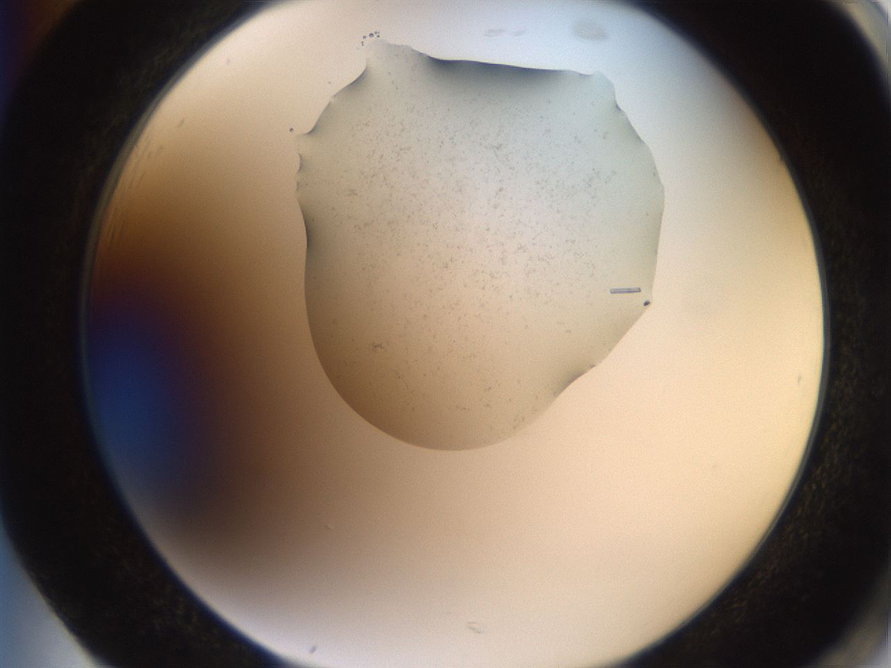 folderID569_plateID2569_batchID13025_wellNum85_profileID1_d2_r196306_ef.jpg