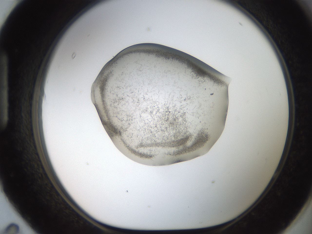 folderID569_plateID2569_batchID13025_wellNum95_profileID1_d1_r196325_ef.jpg