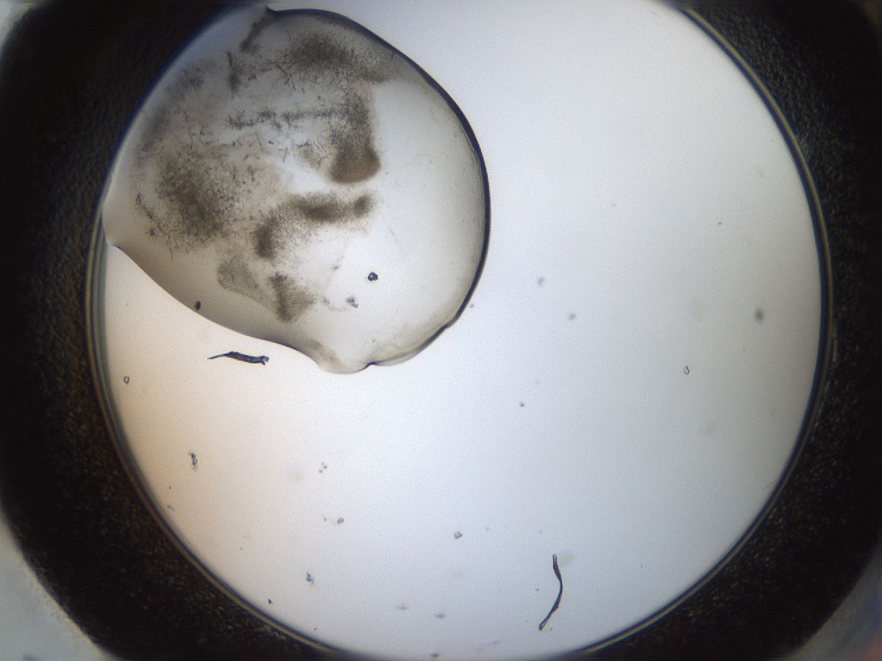 folderID569_plateID2569_batchID13025_wellNum95_profileID1_d2_r196326_ef.jpg