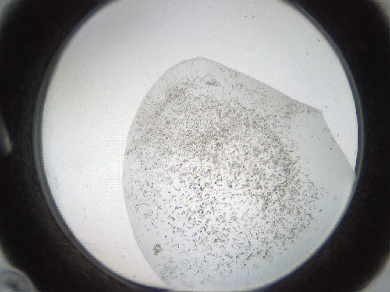 folderID56_plateID2056_batchID9023_wellNum10_profileID1_d1_r138624_ef.jpg