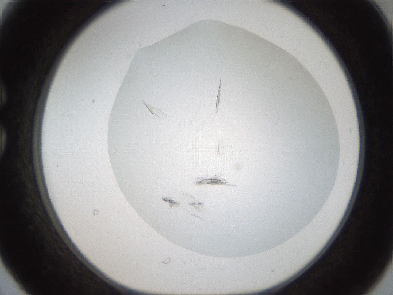 folderID56_plateID2056_batchID9023_wellNum30_profileID1_d1_r138644_ef.jpg