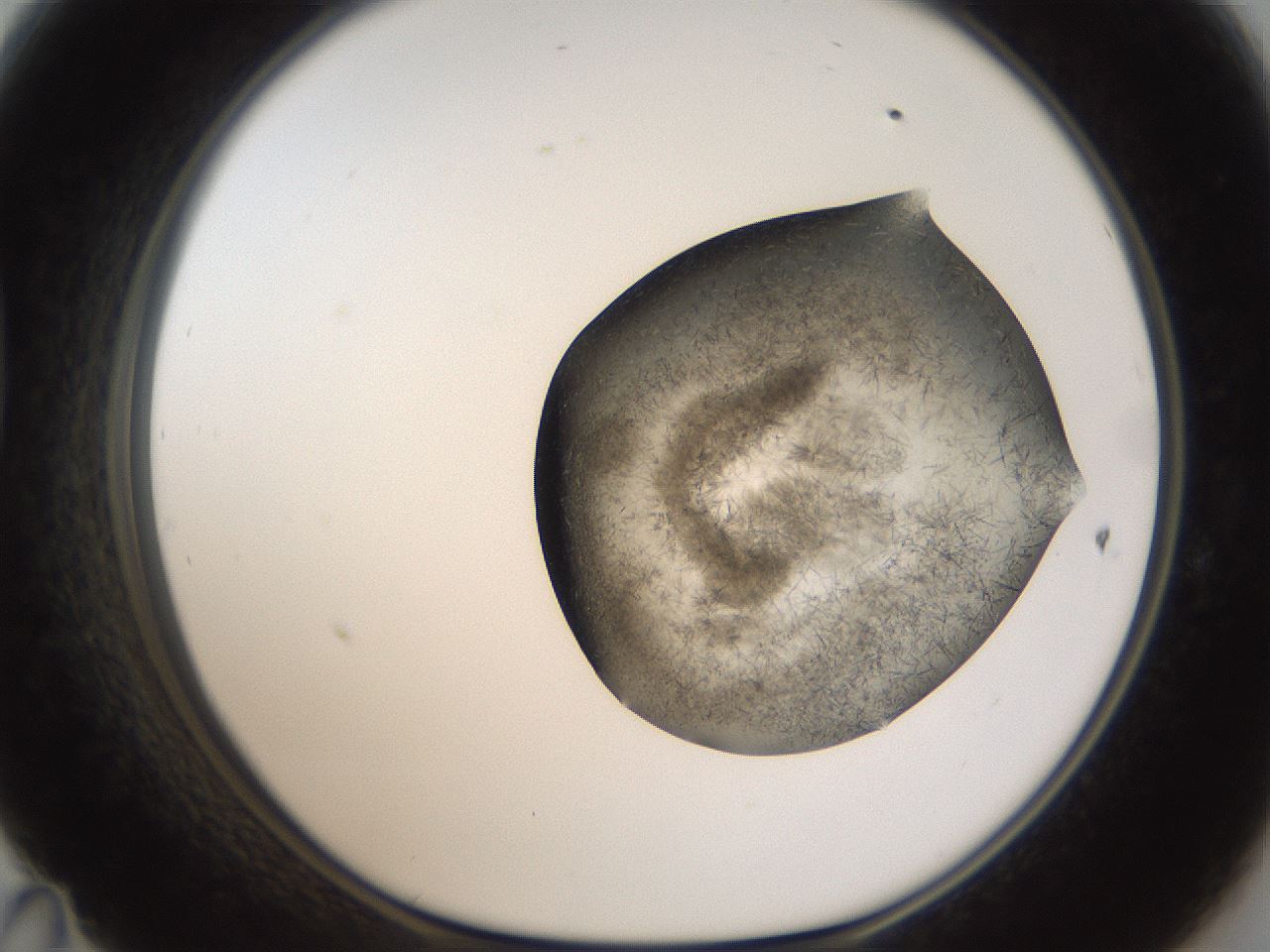 folderID56_plateID2056_batchID9023_wellNum47_profileID1_d1_r138661_ef.jpg
