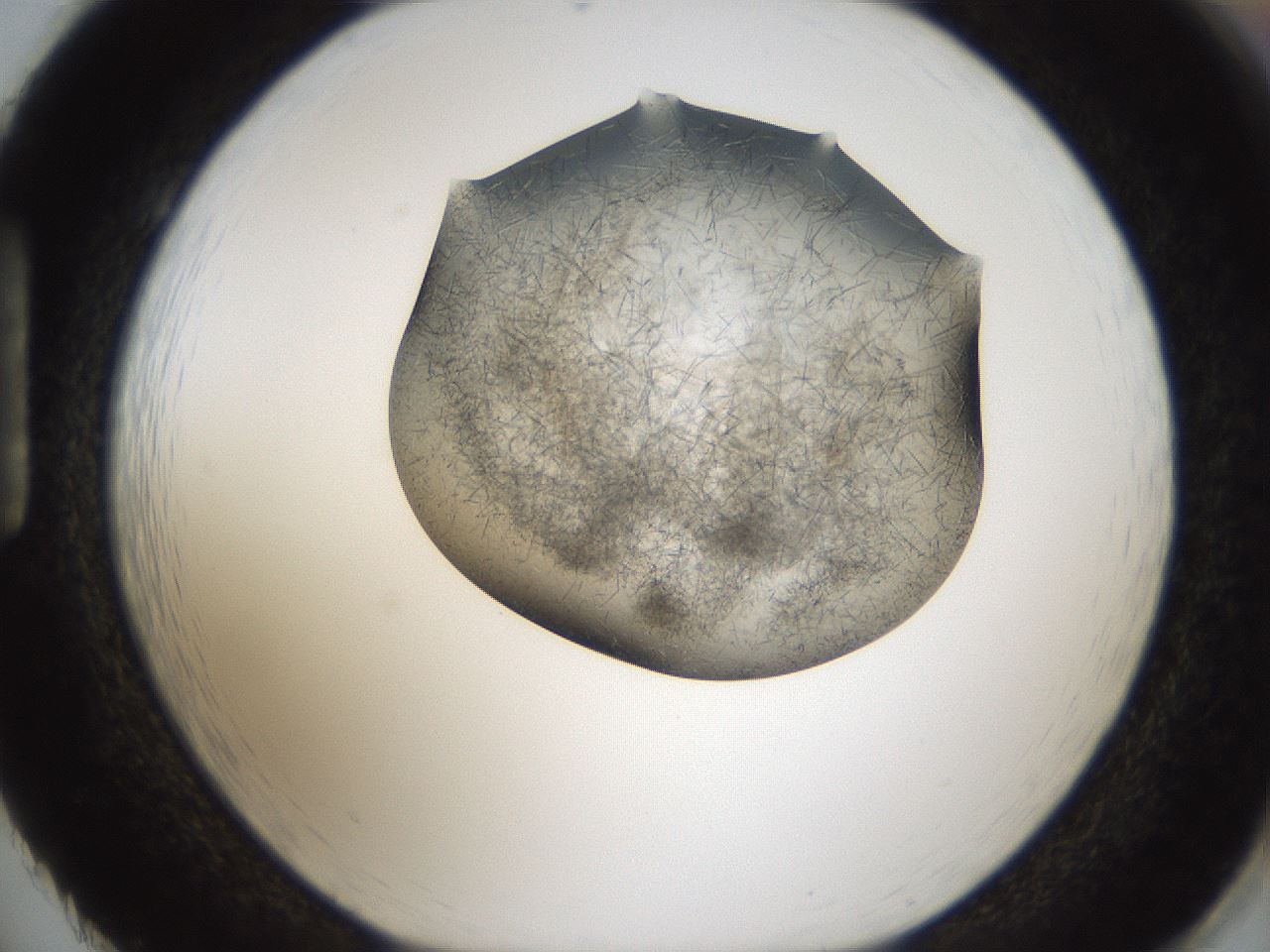 folderID56_plateID2056_batchID9023_wellNum86_profileID1_d1_r138700_ef.jpg