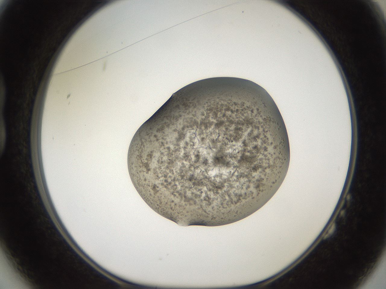 folderID571_plateID2571_batchID12928_wellNum14_profileID1_d1_r196355_ef.jpg