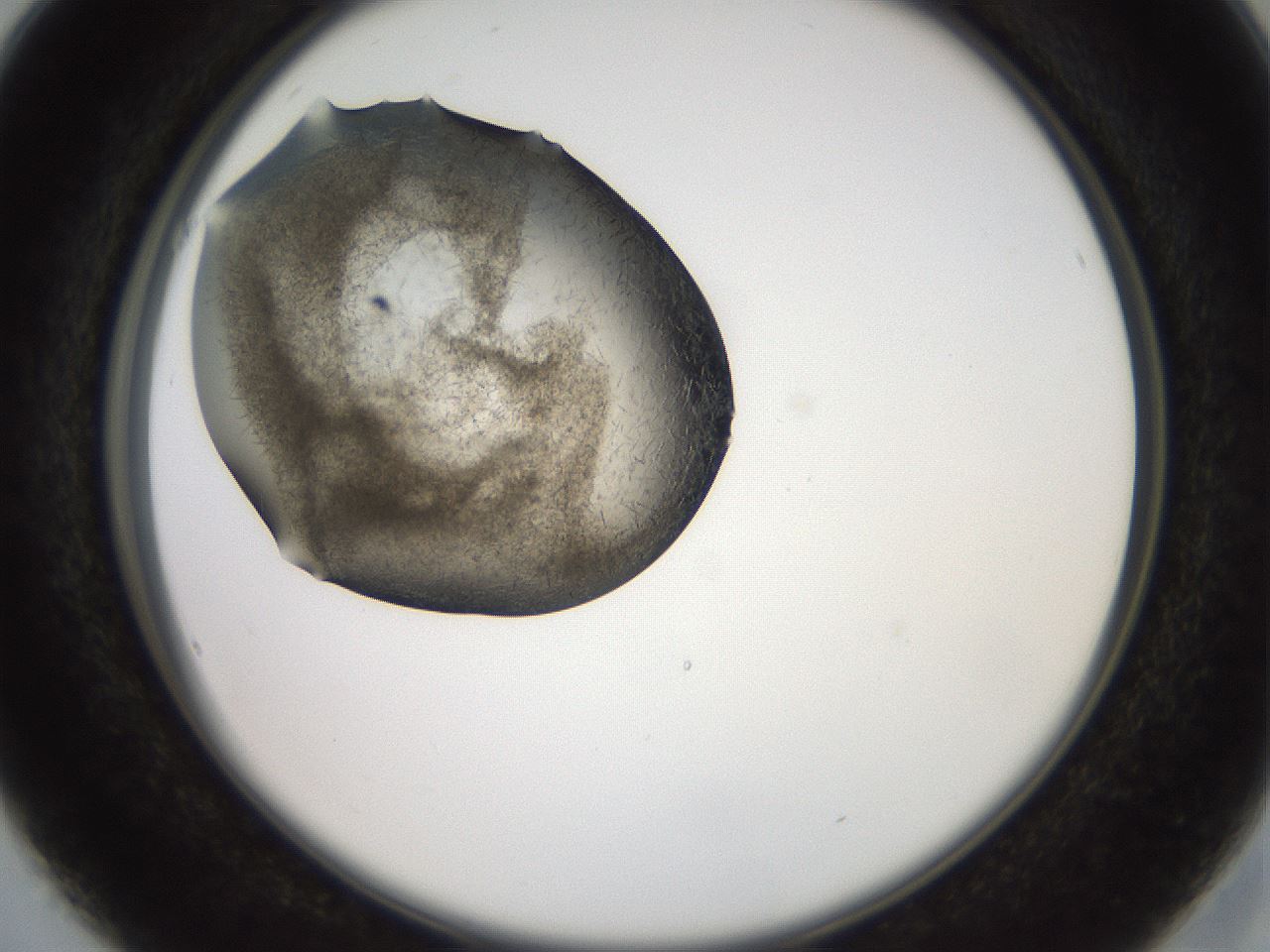 folderID571_plateID2571_batchID12928_wellNum16_profileID1_d2_r196360_ef.jpg