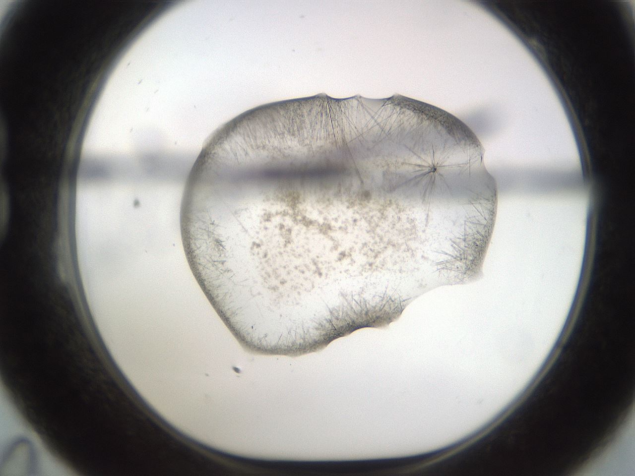 folderID571_plateID2571_batchID12928_wellNum23_profileID1_d1_r196373_ef.jpg