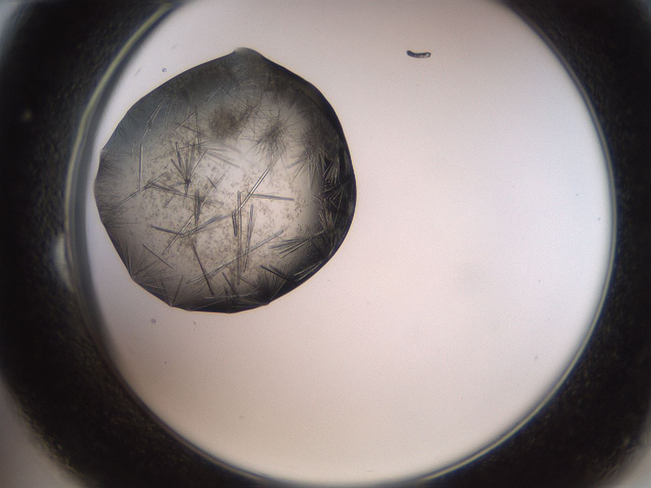 folderID571_plateID2571_batchID12928_wellNum24_profileID1_d2_r196376_ef.jpg