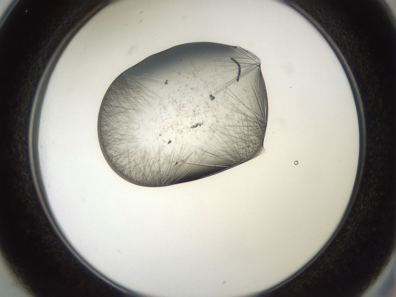 folderID571_plateID2571_batchID12928_wellNum25_profileID1_d2_r196378_ef.jpg