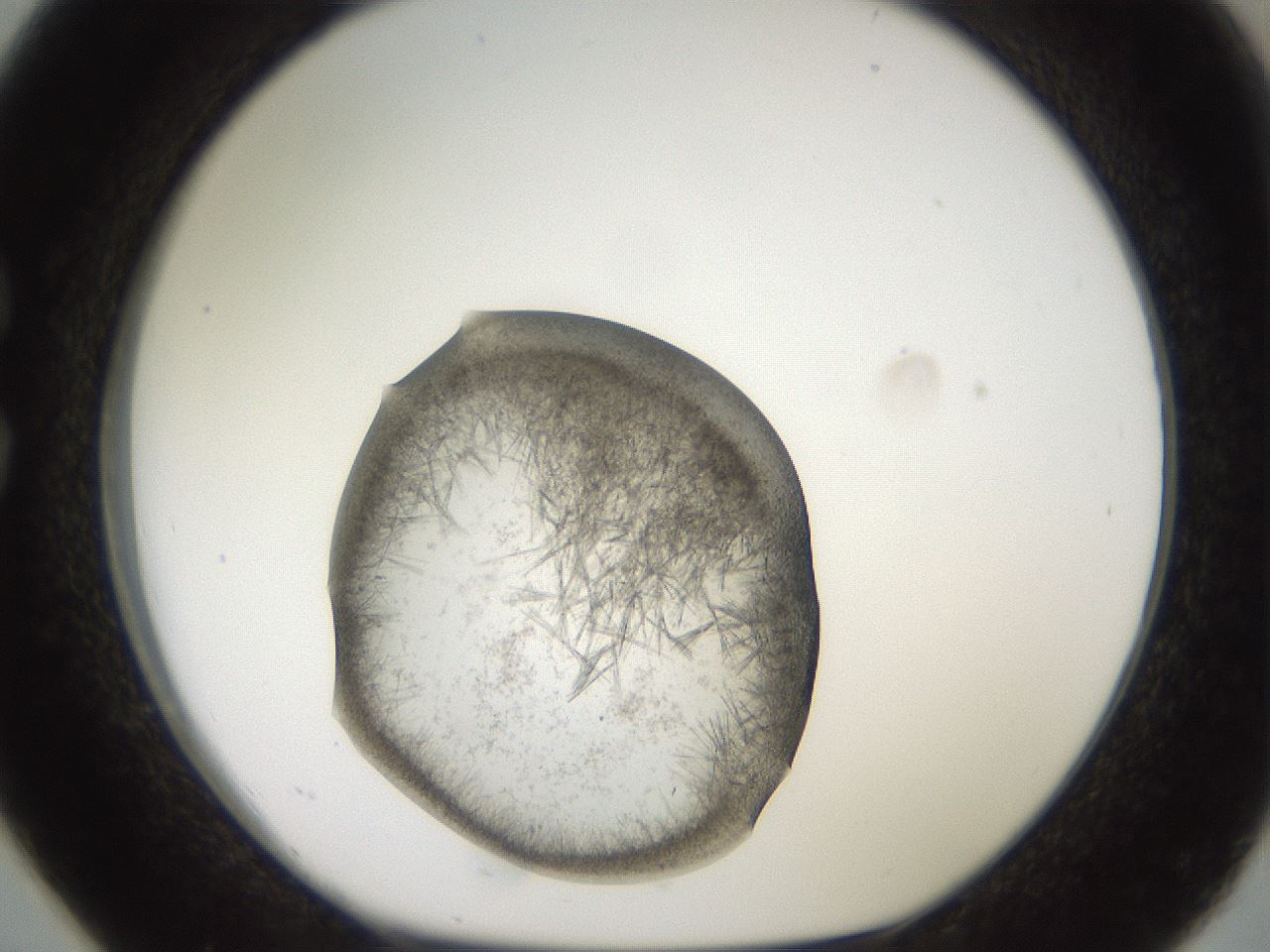 folderID571_plateID2571_batchID12928_wellNum26_profileID1_d1_r196379_ef.jpg