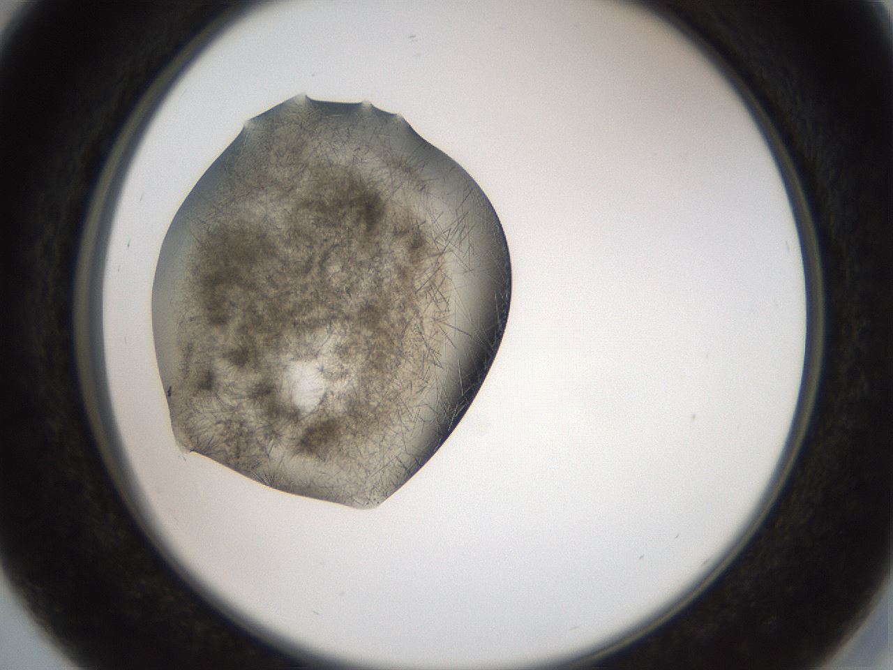 folderID571_plateID2571_batchID12928_wellNum29_profileID1_d2_r196386_ef.jpg