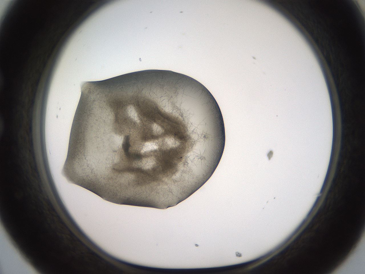 folderID571_plateID2571_batchID12928_wellNum32_profileID1_d1_r196391_ef.jpg
