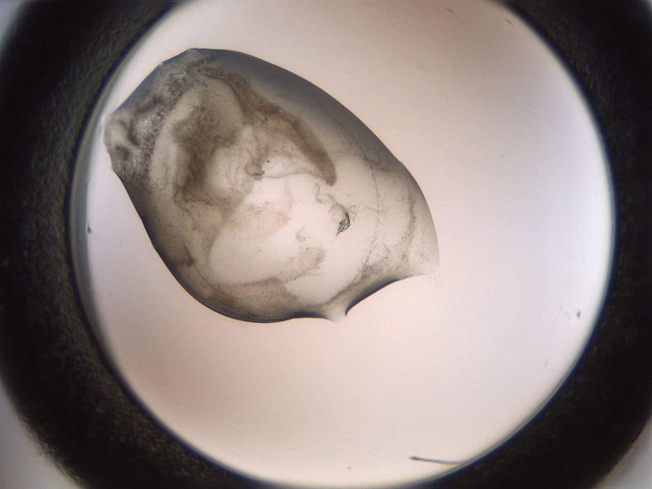 folderID571_plateID2571_batchID12928_wellNum36_profileID1_d2_r196400_ef.jpg