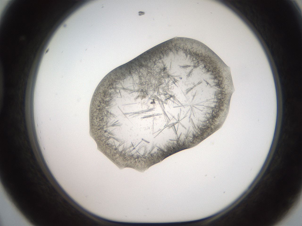folderID571_plateID2571_batchID12928_wellNum44_profileID1_d1_r196415_ef.jpg