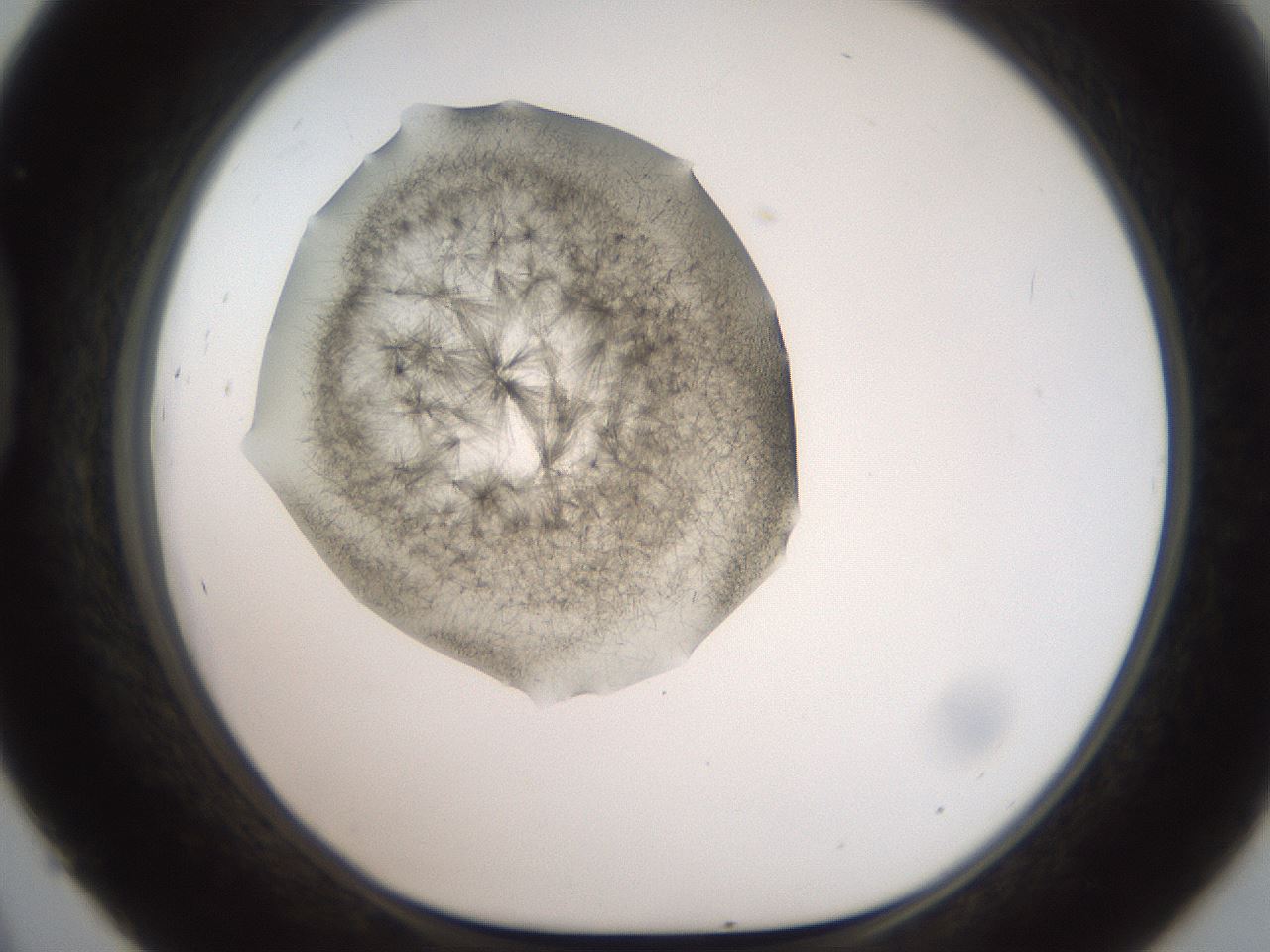 folderID571_plateID2571_batchID12928_wellNum45_profileID1_d1_r196417_ef.jpg