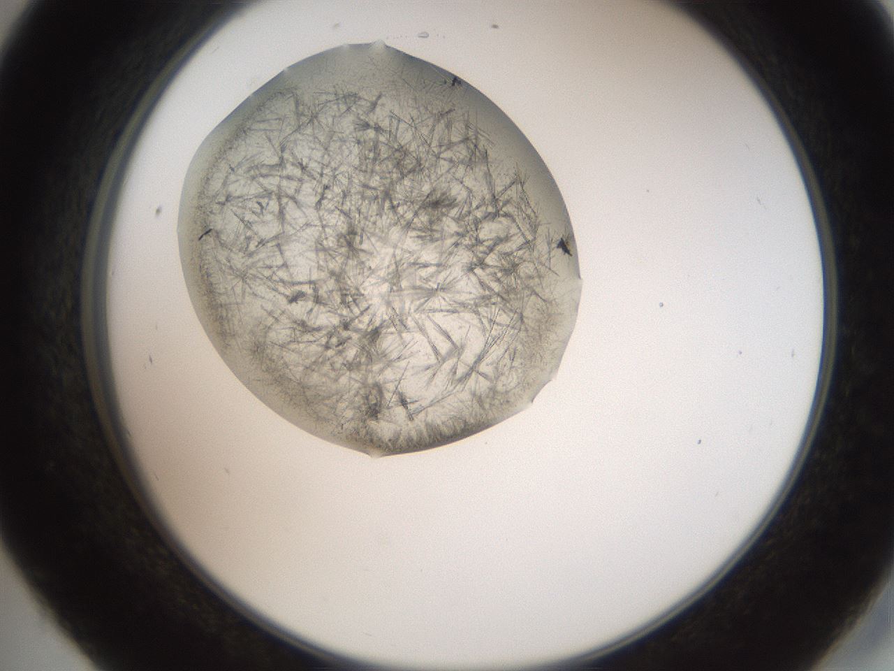 folderID571_plateID2571_batchID12928_wellNum45_profileID1_d2_r196418_ef.jpg