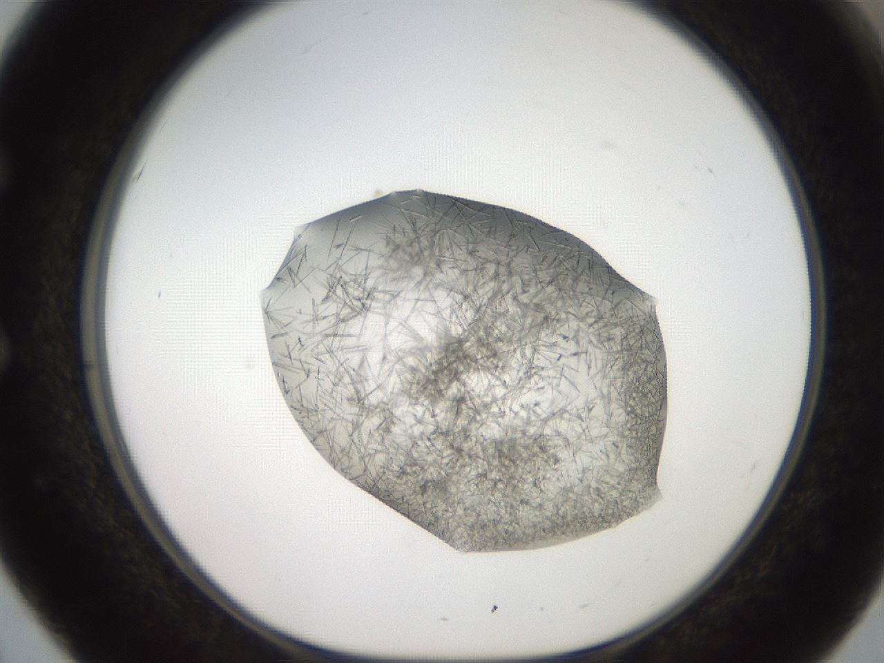 folderID571_plateID2571_batchID12928_wellNum51_profileID1_d1_r196429_ef.jpg