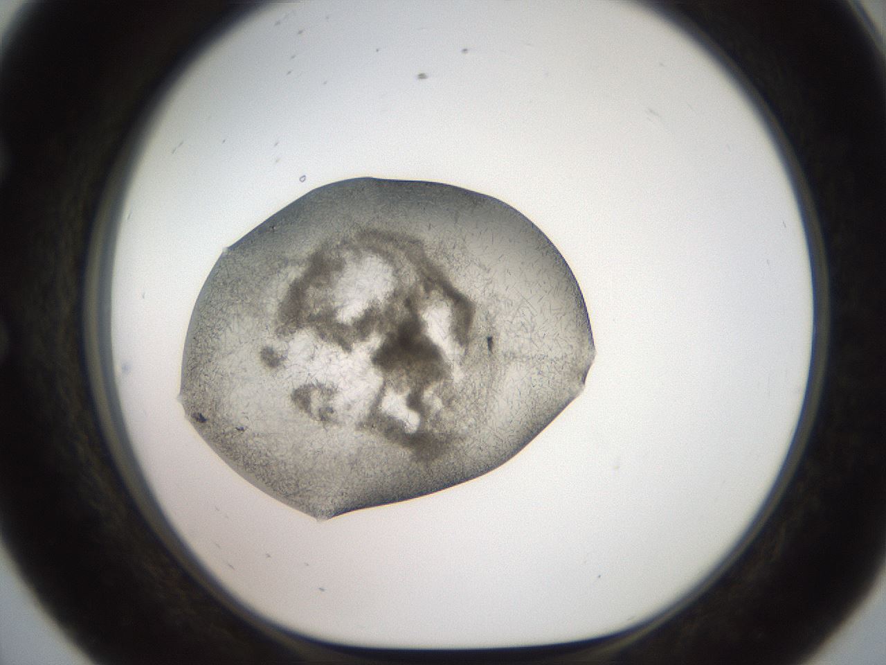 folderID571_plateID2571_batchID12928_wellNum56_profileID1_d1_r196439_ef.jpg