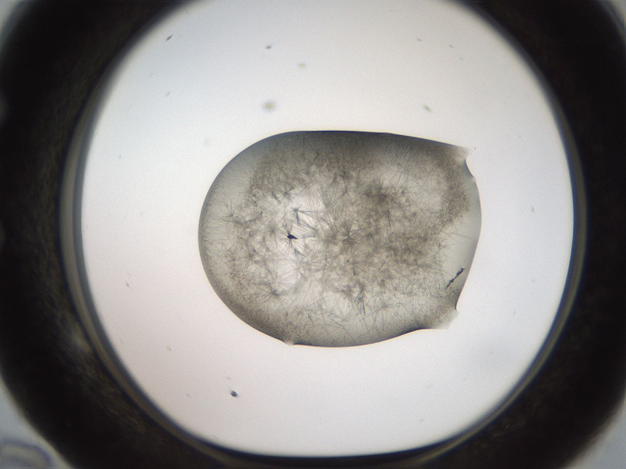 folderID571_plateID2571_batchID12928_wellNum58_profileID1_d1_r196443_ef.jpg