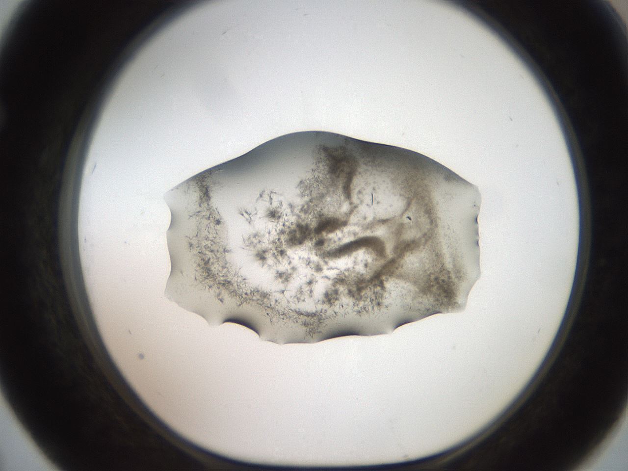 folderID571_plateID2571_batchID12928_wellNum67_profileID1_d1_r196461_ef.jpg