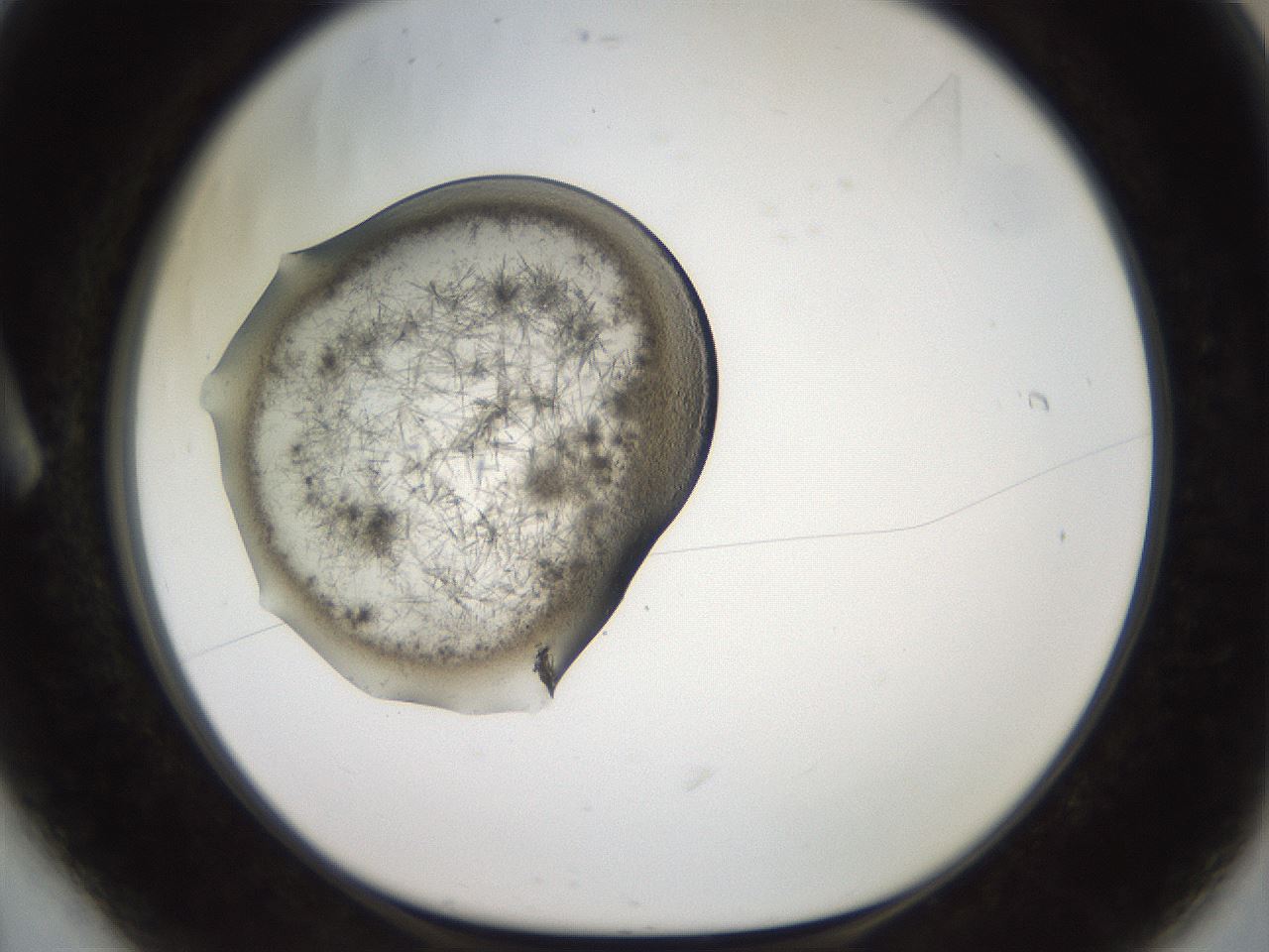 folderID571_plateID2571_batchID12928_wellNum6_profileID1_d1_r196339_ef.jpg
