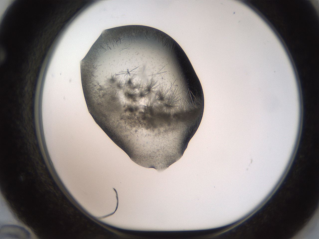 folderID571_plateID2571_batchID12928_wellNum72_profileID1_d1_r196471_ef.jpg