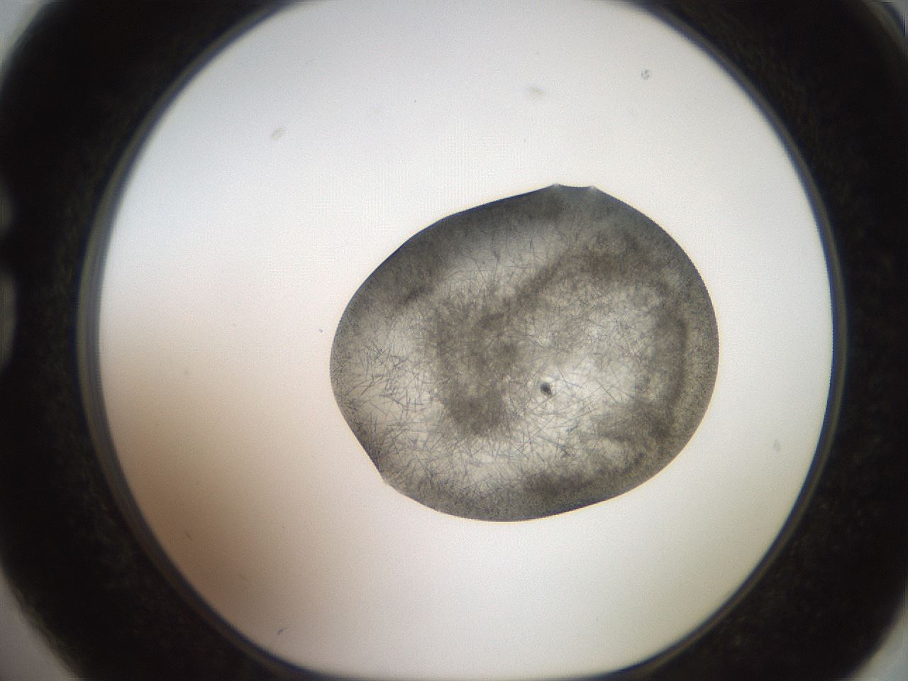 folderID571_plateID2571_batchID12928_wellNum74_profileID1_d1_r196475_ef.jpg