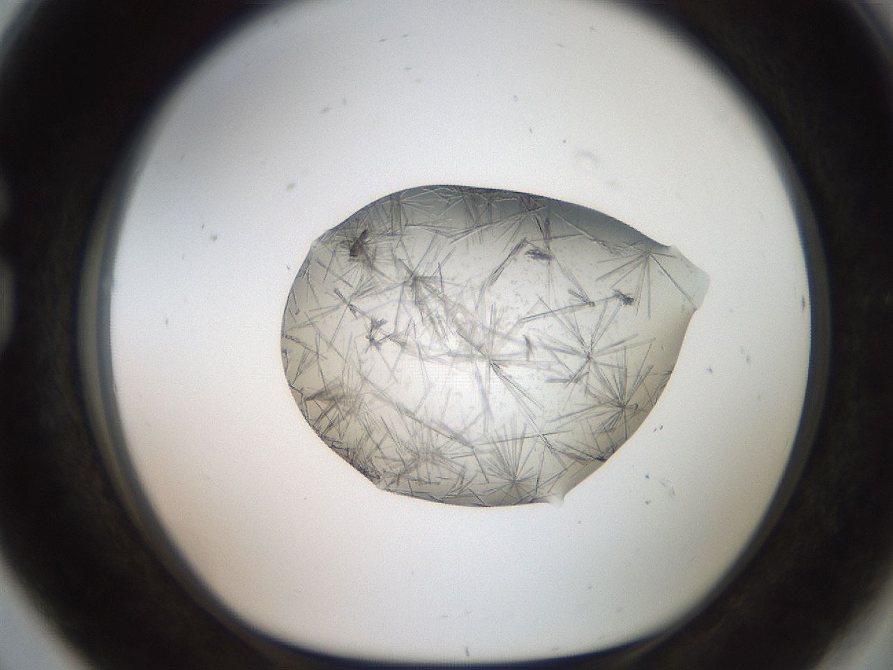folderID571_plateID2571_batchID12928_wellNum80_profileID1_d1_r196487_ef.jpg