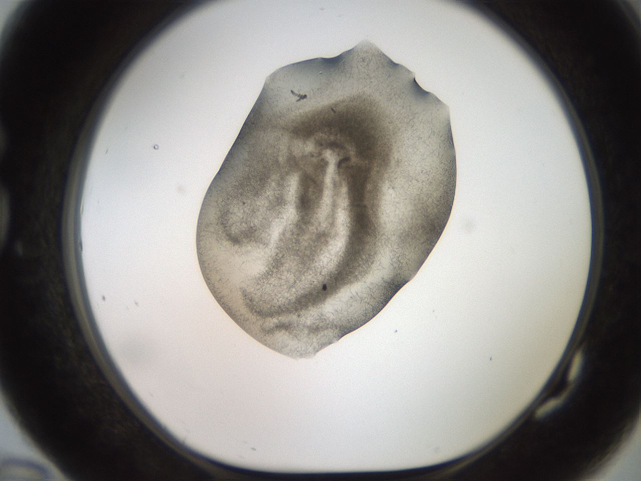folderID571_plateID2571_batchID12928_wellNum82_profileID1_d1_r196491_ef.jpg