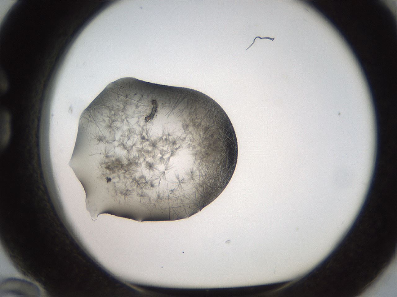 folderID571_plateID2571_batchID12928_wellNum84_profileID1_d1_r196495_ef.jpg
