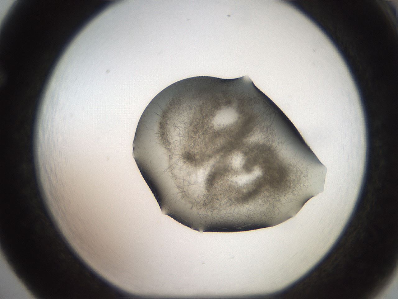 folderID571_plateID2571_batchID12928_wellNum65_profileID1_d1_r196457_ef.jpg