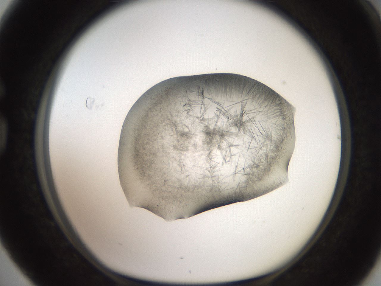 folderID571_plateID2571_batchID12928_wellNum76_profileID1_d1_r196479_ef.jpg