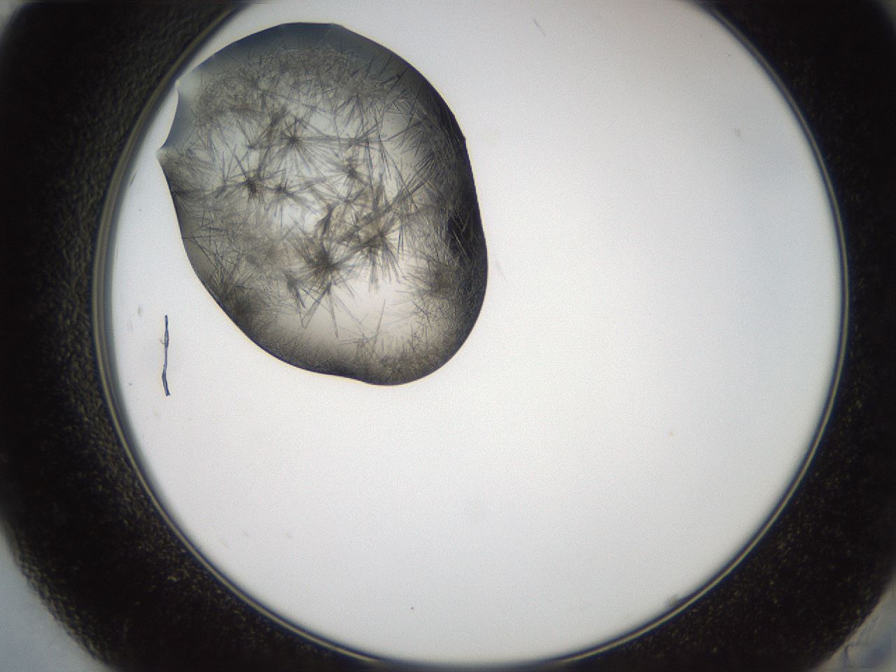 folderID571_plateID2571_batchID12928_wellNum84_profileID1_d2_r196496_ef.jpg
