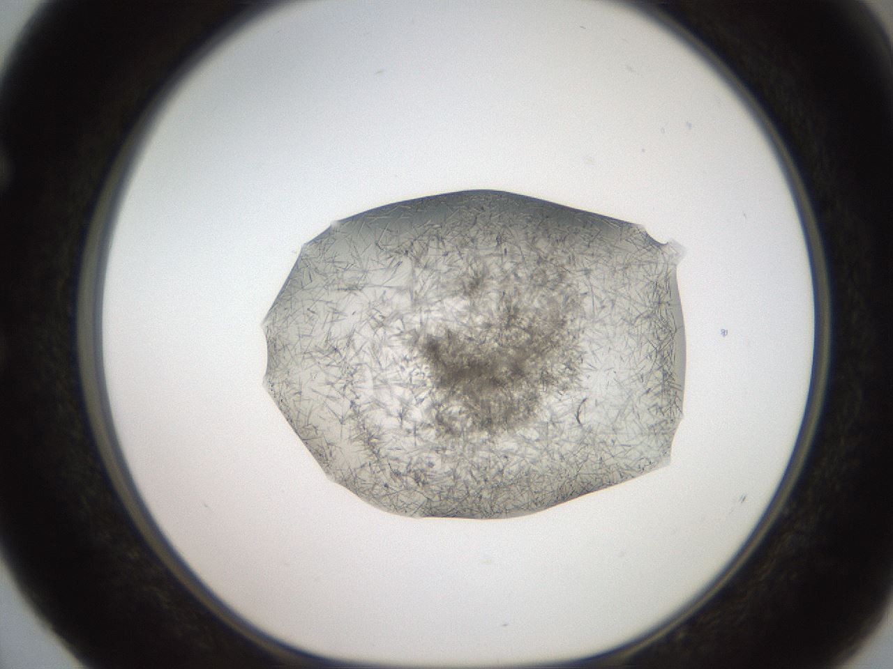 folderID571_plateID2571_batchID13026_wellNum52_profileID1_d1_r196431_ef.jpg