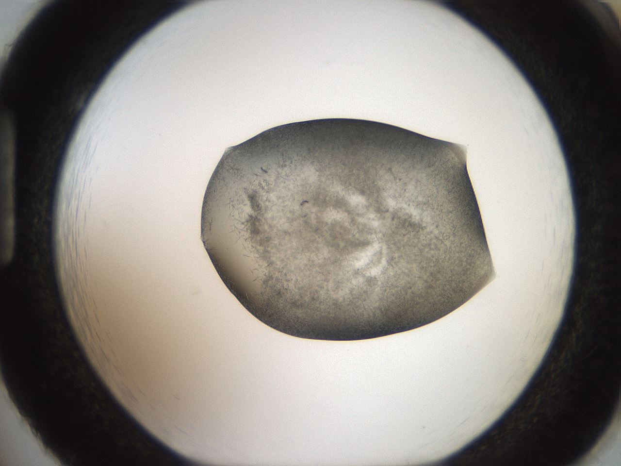 folderID571_plateID2571_batchID12928_wellNum86_profileID1_d1_r196499_ef.jpg