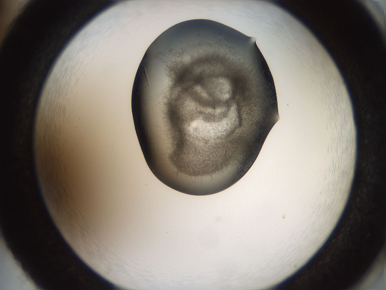 folderID571_plateID2571_batchID12928_wellNum86_profileID1_d2_r196500_ef.jpg
