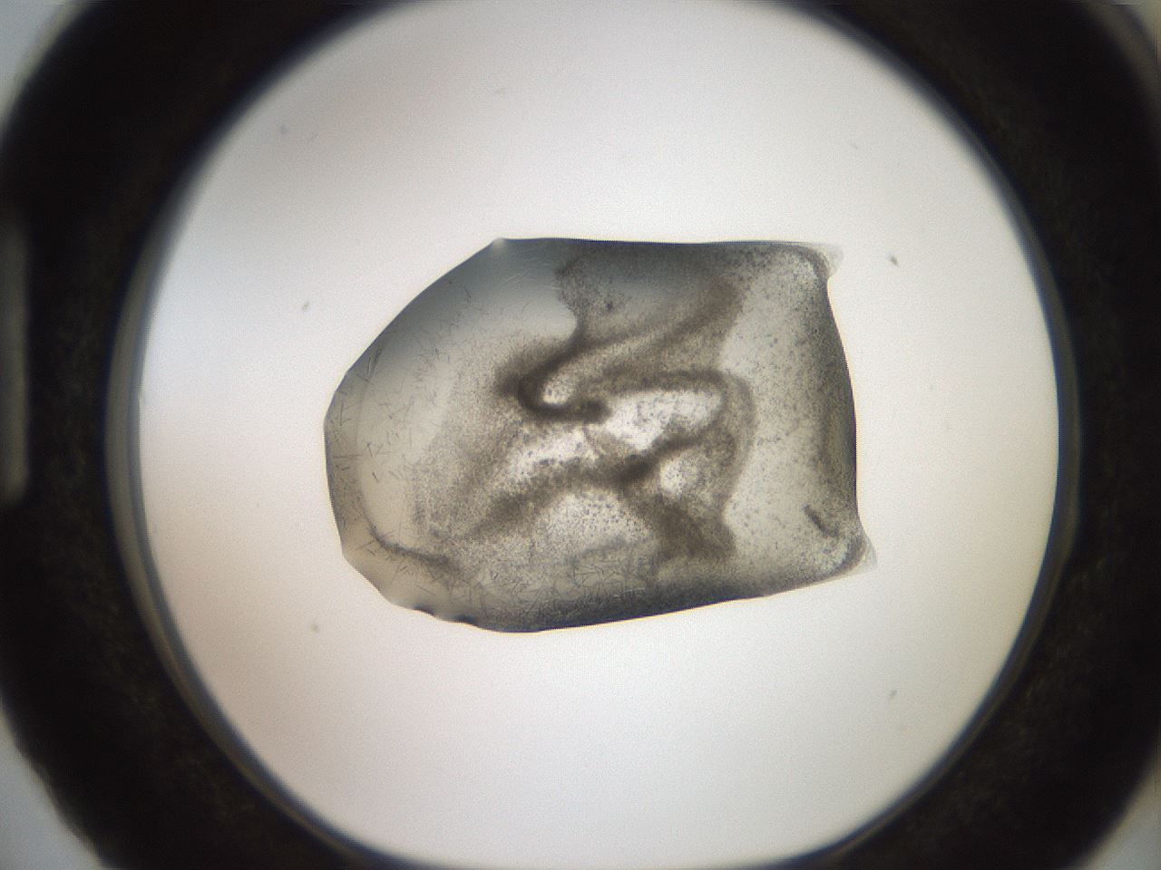 folderID571_plateID2571_batchID12928_wellNum87_profileID1_d1_r196501_ef.jpg
