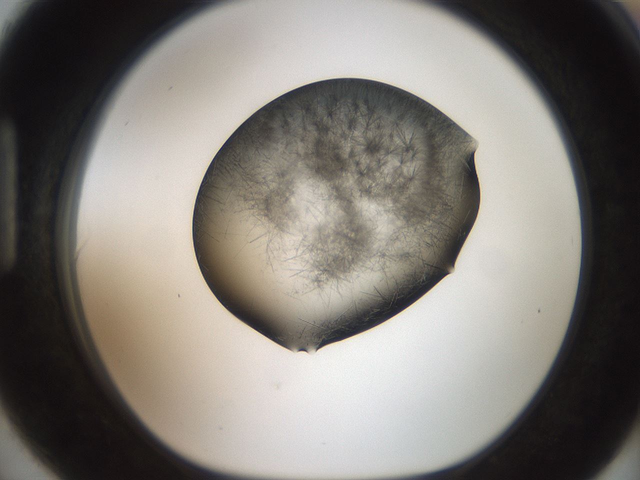 folderID571_plateID2571_batchID12928_wellNum90_profileID1_d1_r196507_ef.jpg