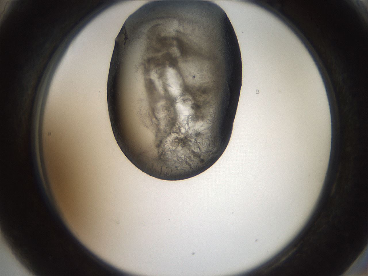 folderID571_plateID2571_batchID12928_wellNum90_profileID1_d2_r196508_ef.jpg