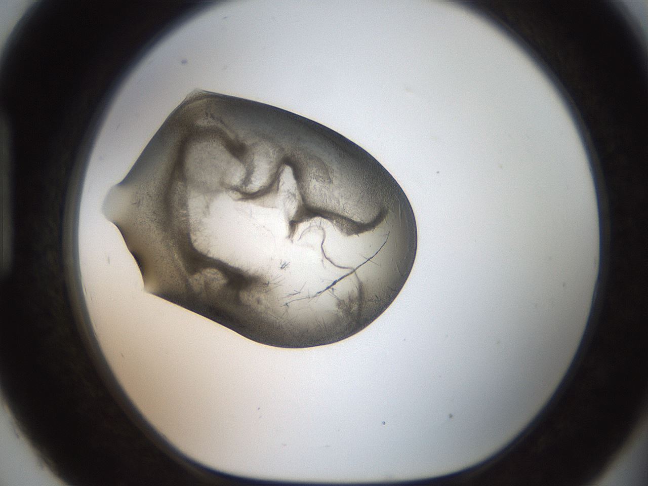 folderID571_plateID2571_batchID12928_wellNum93_profileID1_d1_r196513_ef.jpg