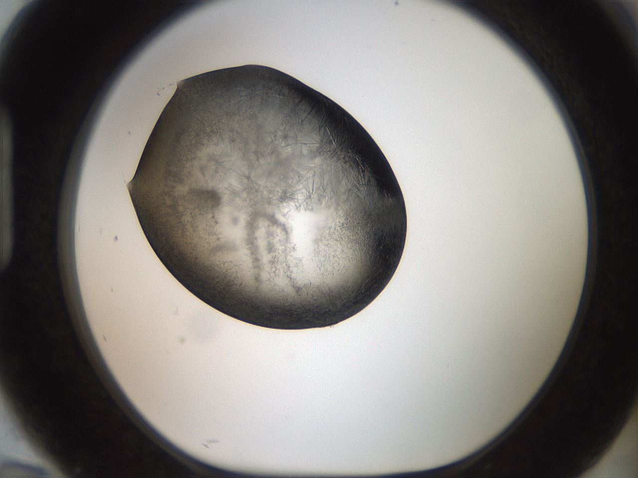 folderID571_plateID2571_batchID12928_wellNum94_profileID1_d1_r196515_ef.jpg