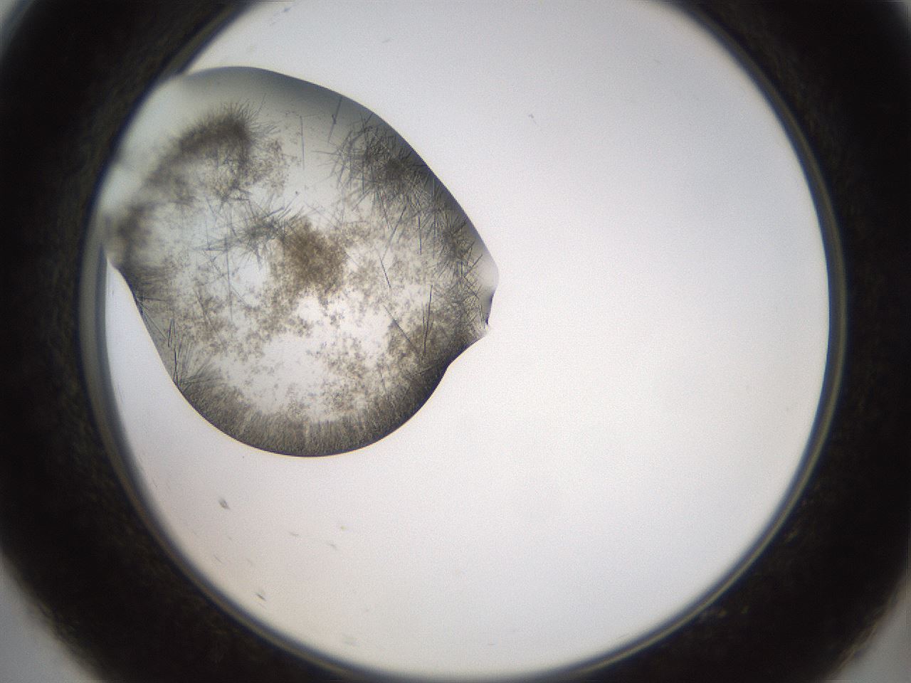 folderID571_plateID2571_batchID12928_wellNum9_profileID1_d2_r196346_ef.jpg