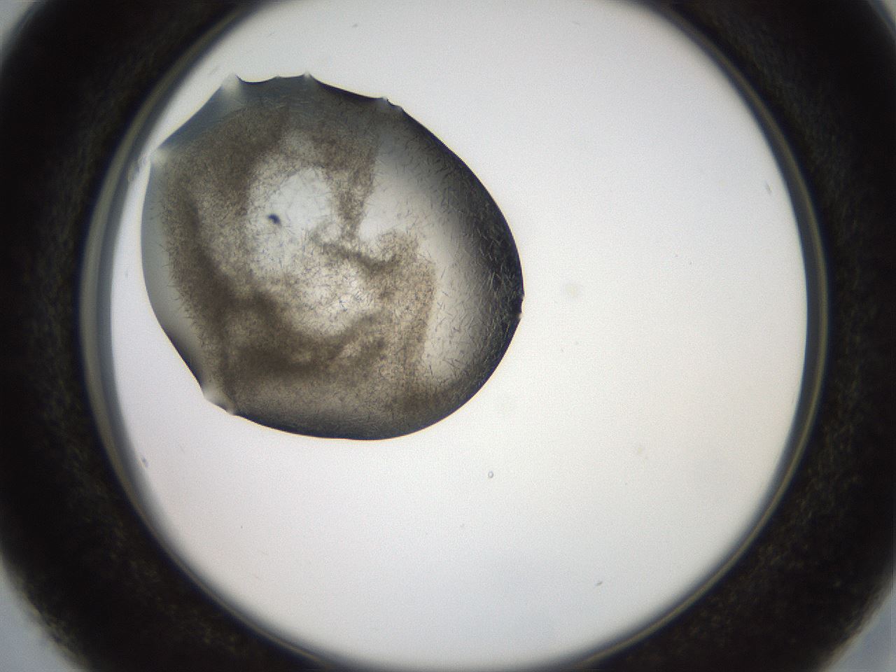 folderID571_plateID2571_batchID13026_wellNum16_profileID1_d2_r196360_ef.jpg
