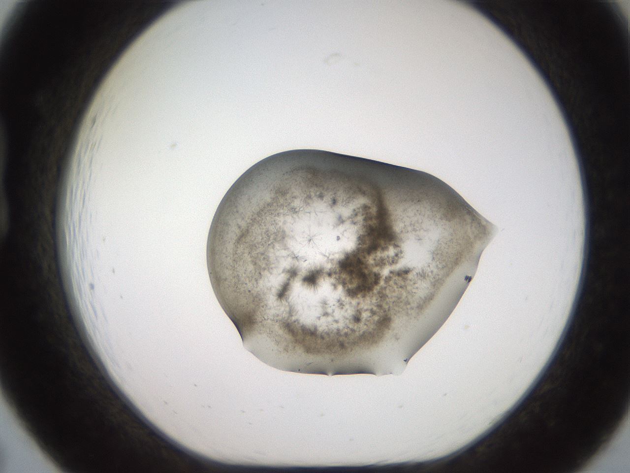 folderID571_plateID2571_batchID13026_wellNum19_profileID1_d1_r196365_ef.jpg