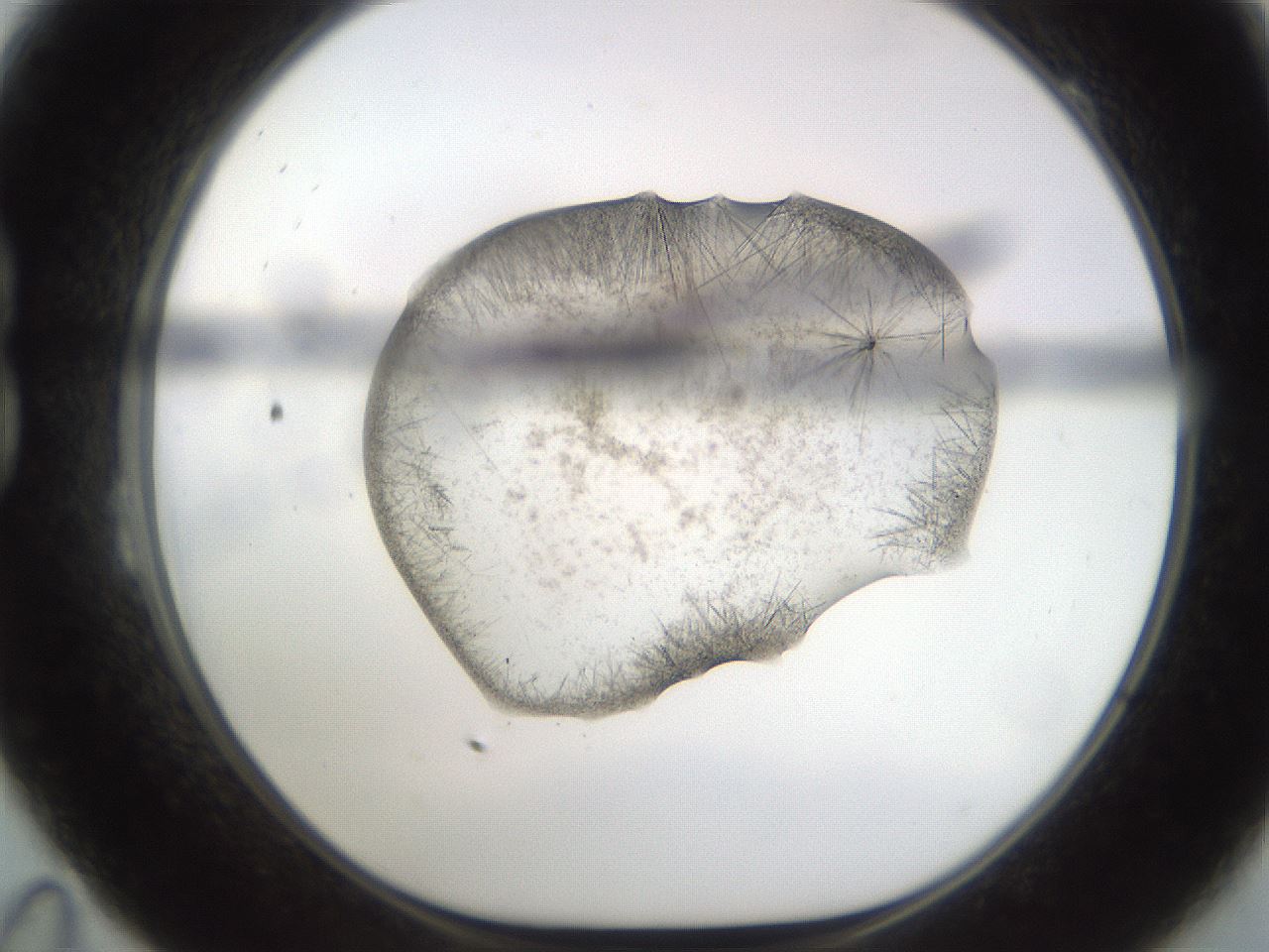 folderID571_plateID2571_batchID13026_wellNum23_profileID1_d1_r196373_ef.jpg